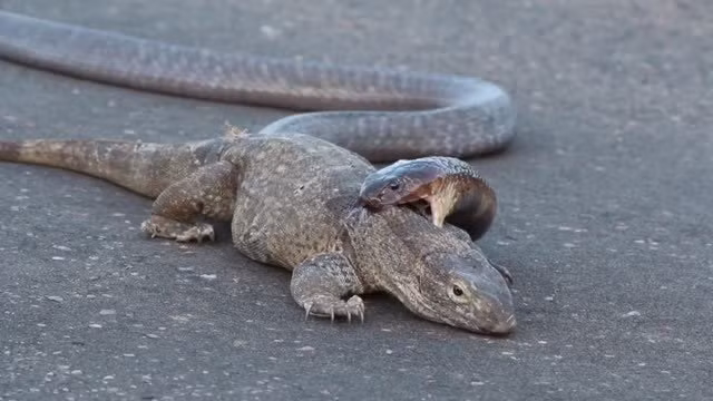 Thức ăn của kỳ đà bao gồm các loại sâu bọ, côn trùng như ong, bướm, cào cào, chuồn chuồn, gián, mối… Tuy nhiên, thức ăn yêu thích nhất của chúng là xác động vật đã chết và bốc mùi. Ảnh congnghe.