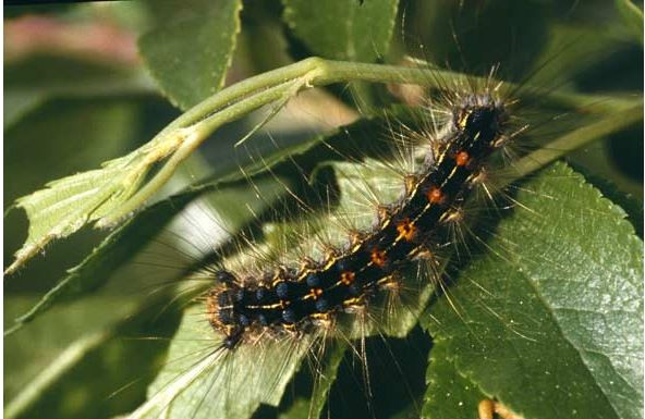 Bên cạnh đó, sâu róm sồi còn miễn nhiễm với một số loại thuốc trừ sâu phổ biến hiện nay. Ảnh pyrgus.