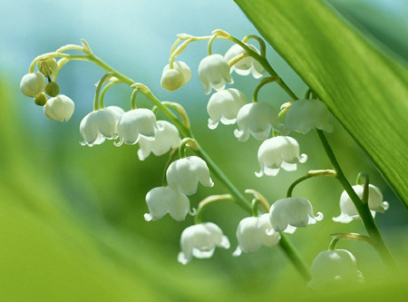 Hoa linh lan có kích thước nhỏ, màu trắng nhưng rất thơm. Quả của nó cũng nhỏ, có màu đỏ. Ảnh hoasaigon.