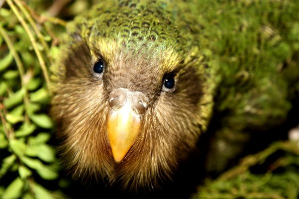 Vẹt Kakapo có tên khoa học là Strigops habroptilus. Giống vẹt đẹp sặc sỡ này là loài động vật đặc hữu của New Zealand. Ảnh stem.