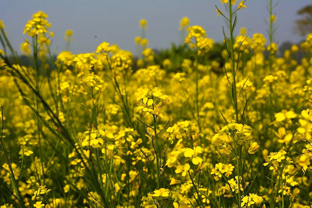 Điểm độc đáo của cây mù tạt là chúng biết lôi kéo những con ong bắp cày ký sinh tới gần để tiêu diệt các con sâu bướm có ý định ăn lá cây nên người ta mới nói loài cây này biết “mượn gió bẻ măng” đối phó kẻ thù. Ảnh wikipedia.