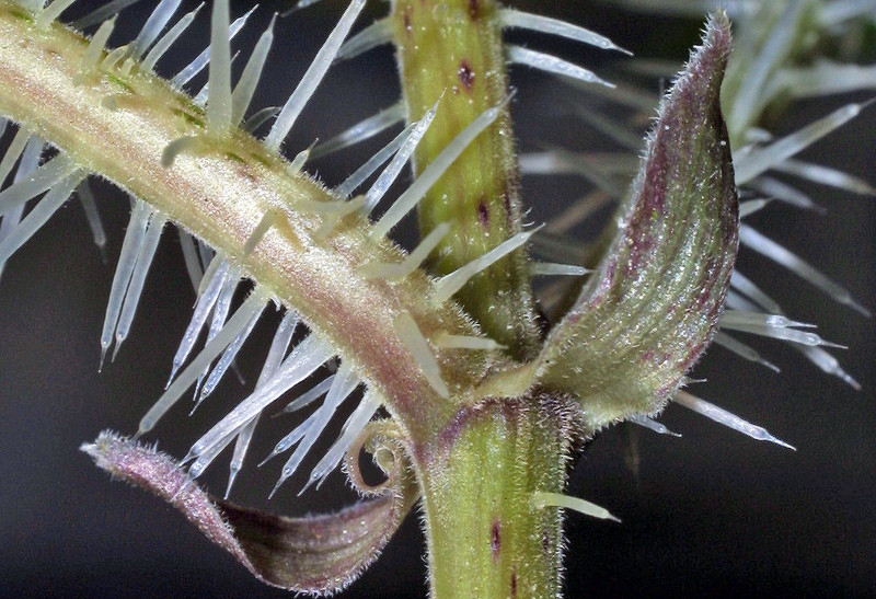 Mặc dù có độc nhưng cây Urtica ferox vẫn được sử dụng để chữa các bệnh như eczema, hoa liễu, lậu. Ảnh auckland.