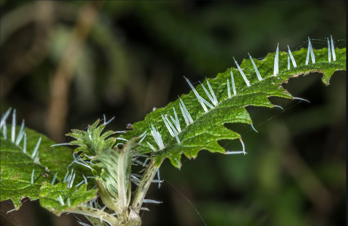Lá cây Urtica ferox là thức ăn yêu thích của những con bướm đô đốc đỏ. Ảnh auckland.