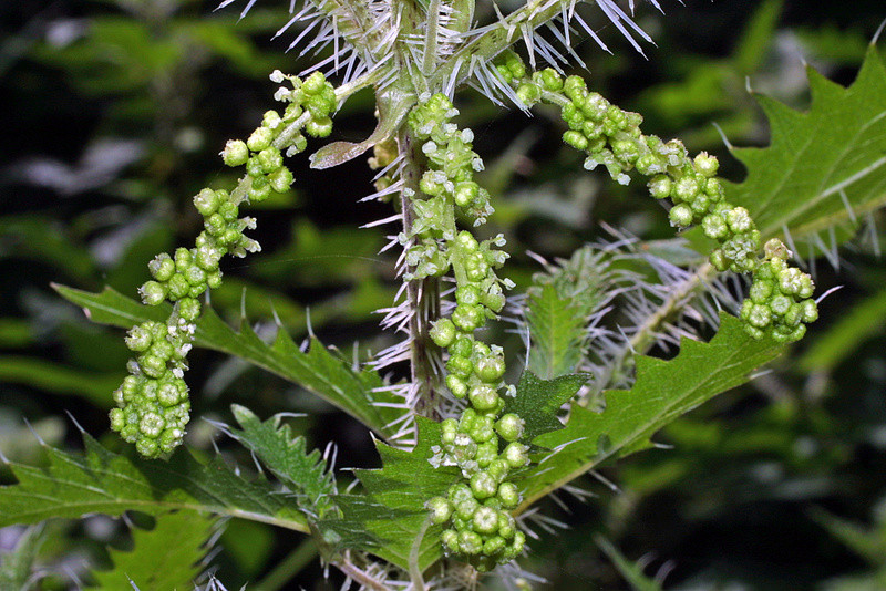 Thậm chí, người Maori còn sử dụng cây Urtica ferox như một loại thực phẩm. Ảnh auckland.