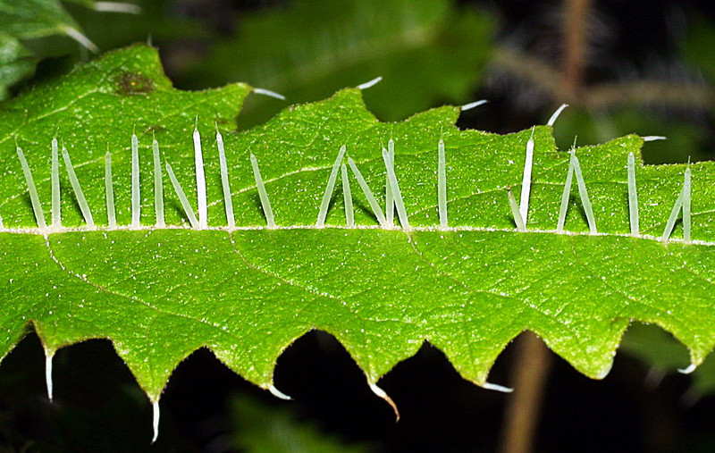 Cây Urtica ferox phân bố chủ yếu ở New Zealand. Ảnh southernalpsphotography.