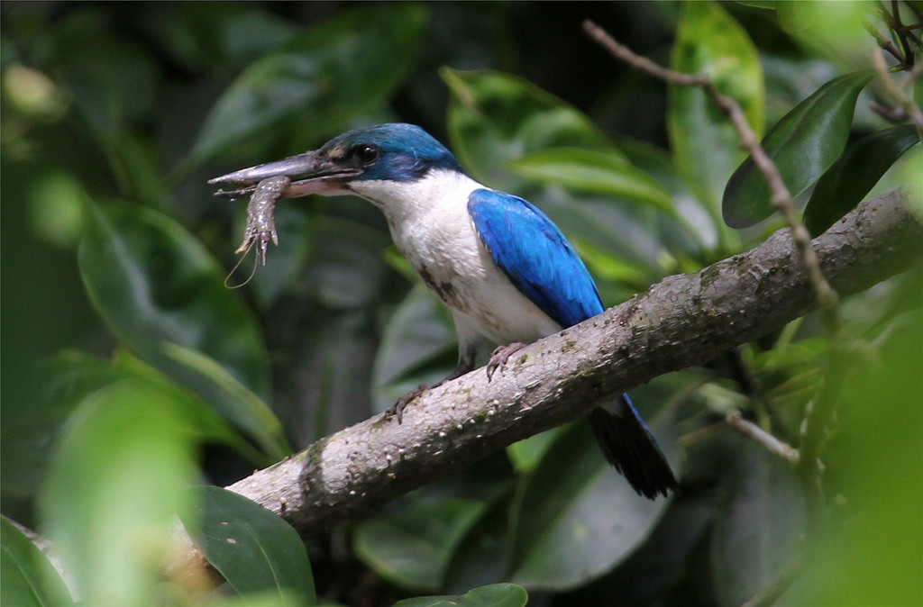 Chim sả cổ trắng chỉ kiếm ăn vào sáng sớm hay xế chiều. Ảnh staticflickr.