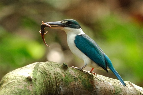 Chim sả cổ trắng sở hữu đôi mắt rất tinh. Loài chim này có thể phát hiện ra những con mồi là những chú cá nhỏ, chú nhái hay cào cào cách xa hàng trăm mét. Ảnh nparks.