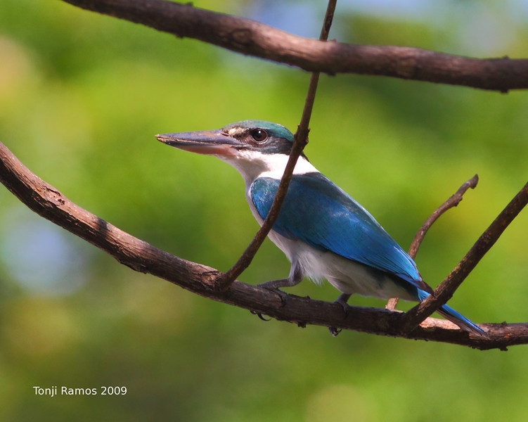 Ở Việt Nam, sả cổ trắng được bắt gặp từ đèo Hải Vân trở vào các tỉnh Nam bộ như Trà Vinh, An Giang. Ảnh smugmug.
