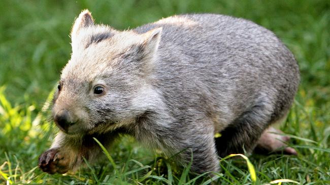 Gấu túi Wombat là loài thú có túi với ngoại hình hơi giống loài gấu, sống đơn độc, cơ thể tròn trịa với bộ lông dày. Ban ngày, chúng ở trong hang nên khó có thể nhìn thấy. Ảnh thvl.