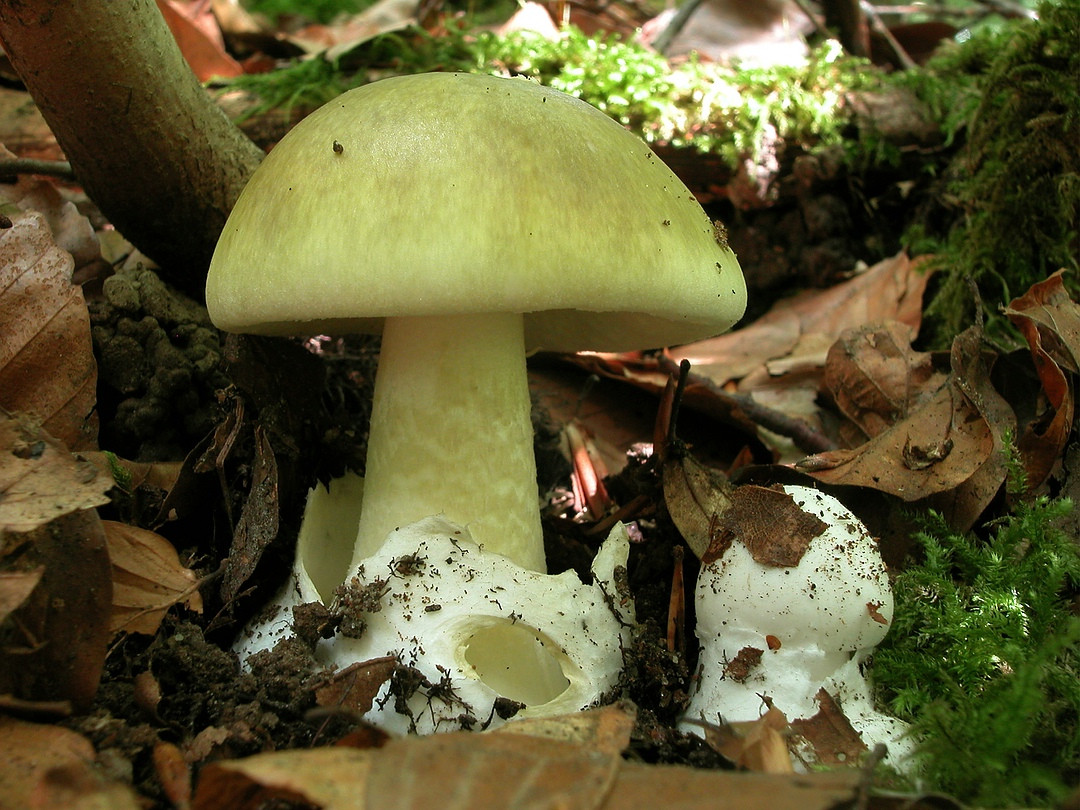 Chỉ cần ăn phải nửa cây nấm mũ tử thần là một người trưởng thành có thể bị tử vong. Ảnh pilz-baden.