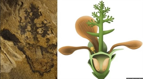 Tim thay loai hoa dau tien tren Trai dat