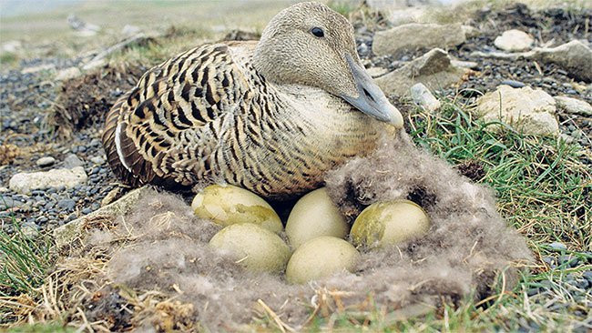 Vịt nhung có bộ lông không giống như lông của những loài vịt, ngan bình thường. Lông của vịt nhung có vô số những móc li ti tương tự như gai dính, quấn giữ lấy nhau, tạo nên một lớp "bông" vừa xốp mềm, vừa thoáng khí lại vừa cách điện. Ảnh khoahoc.