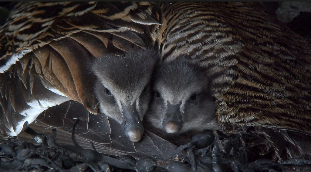 Vịt nhung có thói quen tái sử dụng tổ. Thời gian ấp trứng của nó kéo dài chừng gần một tháng. Ảnh blogspot.