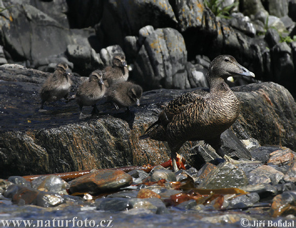Vịt nhung sống tại các khu vực ôn đới ở Bắc Âu và Bắc Mỹ, nhưng cứ đến kỳ sinh sản thì lại bay tới Bắc Cực để đẻ, ấp trứng và nuôi con. Ảnh naturephoto.