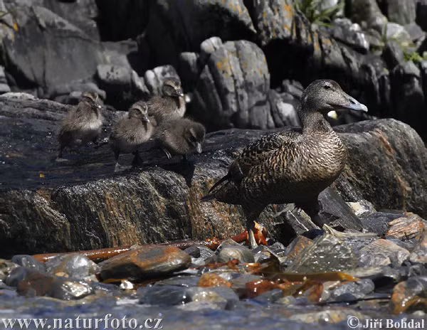 Vịt nhung sống tại các khu vực ôn đới ở Bắc Âu và Bắc Mỹ, nhưng cứ đến kỳ sinh sản thì lại bay tới Bắc Cực để đẻ, ấp trứng và nuôi con. Ảnh naturephoto.