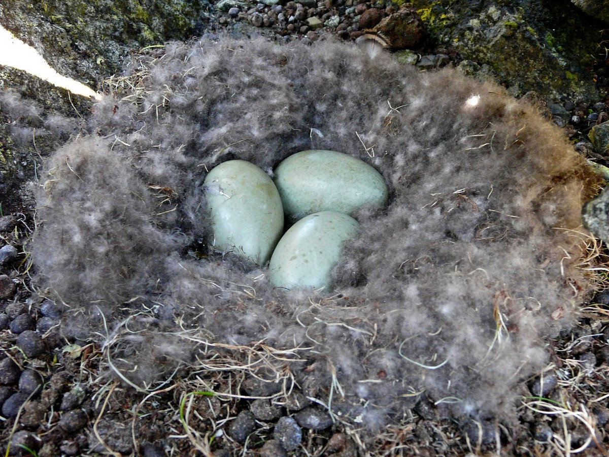 Chính vì những đặc tính tuyệt vời đó mà một chiếc chăn được làm từ lông vịt nhung có giá lên tới 350 triệu đồng. Ảnh kilda.