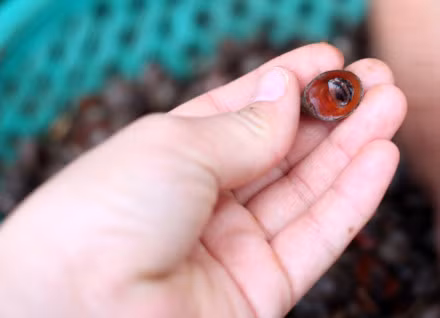 Ốc đỏ môi rất giống ốc đĩa nhưng có gờ ngang trong khi ốc đĩa có gờ chạy dọc. Ảnh tepbac.