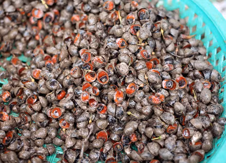 Ốc đỏ môi có thân hình tròn nhỏ với miệng ốc màu đỏ như son. Đó là lý do vì sao loài ốc này có tên gọi là ốc đỏ môi. Ảnh laodong. 