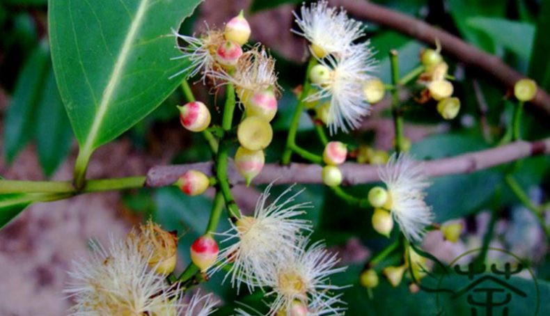 Các bộ phận của cây vối, trong đó có nụ vối có nhiều công dụng với sức khỏe nhưng nếu uống lúc đói có thể gây cảm giác mệt mỏi, sa sầm mặt mày. Ảnh namduocgiatruyen.