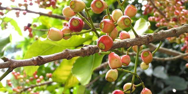 Vối có hai loại vối nếp và vối tẻ, trong đó cây vối nếp đậm đà, ngon hơn vối tẻ. Ảnh tuvankhoe.