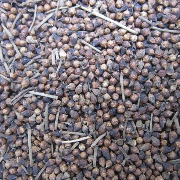 Hoa vối khi chưa nở được thu hoạch gọi là nụ vối. Nụ vối thường được phơi khô để dùng nấu nước uống. Ảnh chototlinhdam.