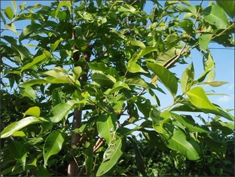 Ở Việt Nam, cây vối thường mọc hoang hoặc được trồng để lấy lá, nụ. Ảnh caythuoc.