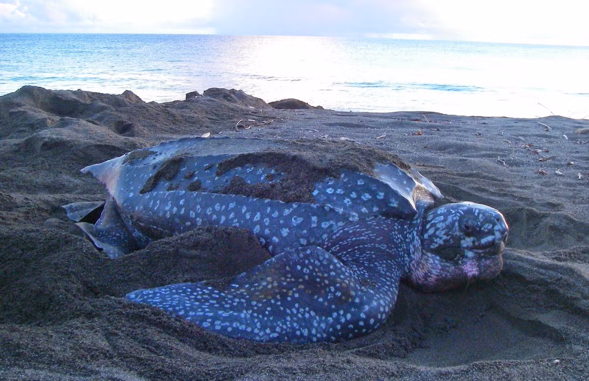 Ở nước ta, rùa da được đặt ở tình trạng sắp nguy cấp. Trong khi đó, Hiệp hội bảo vệ động thực vật thế giới cũng coi đây là loài động vật quý hiếm nhất thế giới. Ảnh noaa.