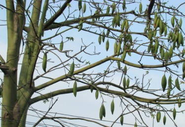 Sợi bông gạo thường được dùng làm chất nhồi cho các loại nệm, gối, bàn ghế, đồ chơi trẻ em và các lớp cách âm, cách nhiệt. Ảnh blogcaycanh.