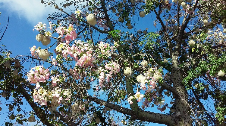 Trong thần thoại Maya, cây bông gòn là loại cây linh thiêng. Ở Puerto Rico, cây bông gòn được coi là “quốc thụ”. Ảnh wordpress.