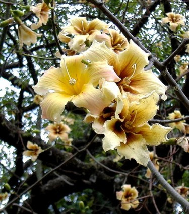 Trong khi đó, hạt bông gạo chứa chất dầu có thể sử dụng nấu xà phòng và làm phân bón. Ảnh blogcaycanh.