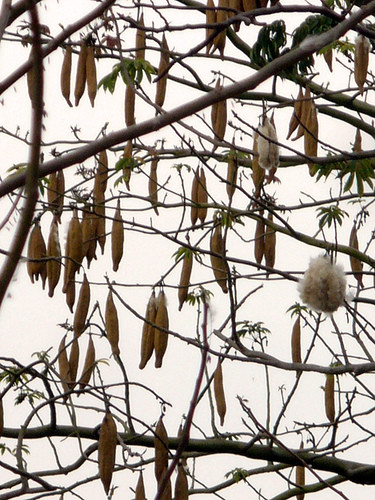 Các sợi bông mịn màu vàng này là hỗn hợp của linhin và xenluloza. Quá trình tách sợi rất tốn công sức và là công việc thủ công. Ảnh blogcaycanh.