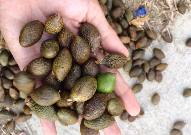 Cây ươi còn mọc rải rác trong rừng rậm nhiệt đới mưa ẩm ở độ cao không quá 1000m. Ảnh tinmoitruong.