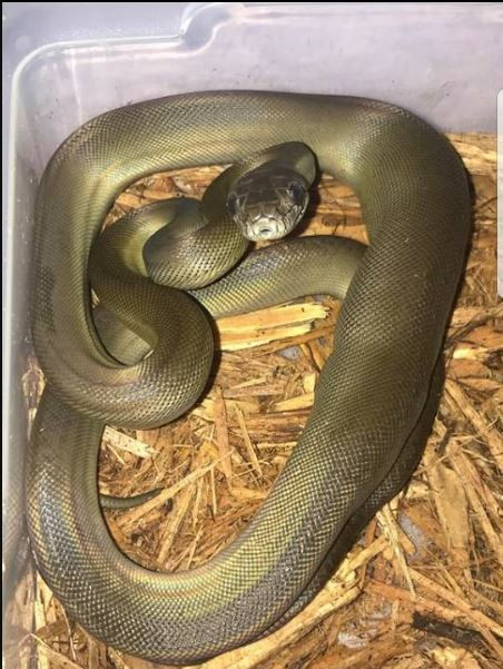 Trăn Papua thường săn mồi vào ban đêm. Thức ăn của chúng bao gồm các loài rắn khác, động vật có vú kích thước nhỏ. Ảnh ball-pythons.