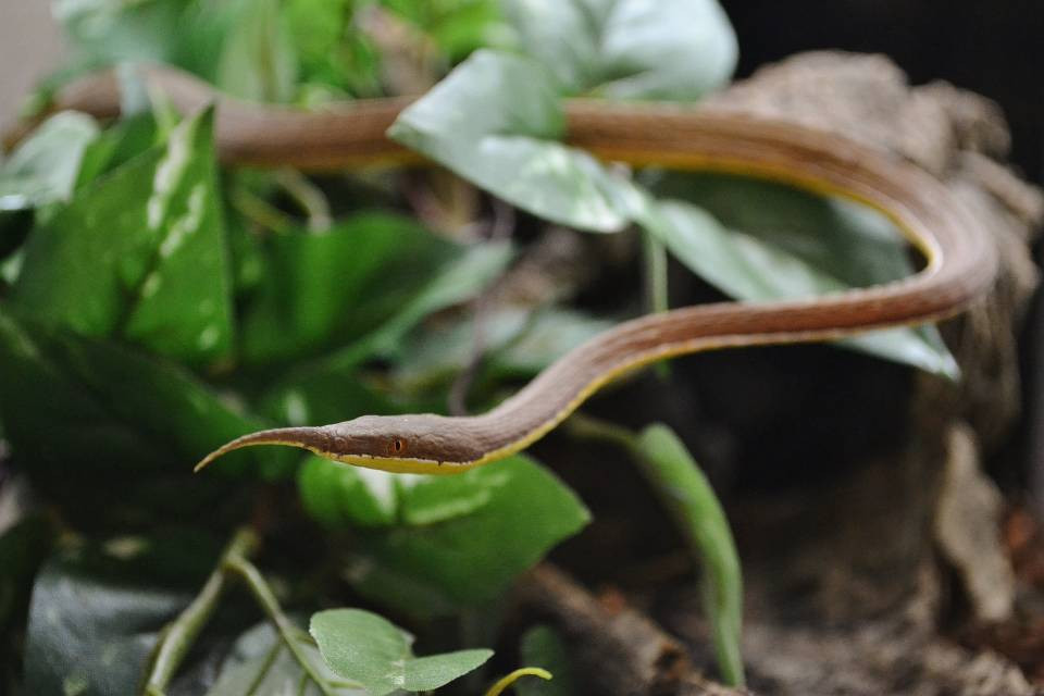 Rắn mũi lá là loài lưỡng tính. Tên gọi của nó xuất phát từ chiếc mũi có hình dáng giống như chiếc lá. Ảnh lllreptile.