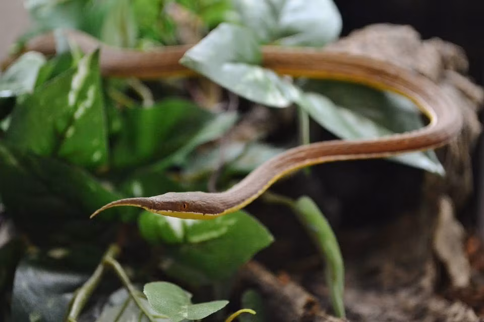 Rắn mũi lá là loài lưỡng tính. Tên gọi của nó xuất phát từ chiếc mũi có hình dáng giống như chiếc lá. Ảnh lllreptile.