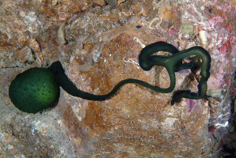 Giun Bonellia viridis có giới tính xác định do môi trường. Đây là cơ chế xác định giới tính hiếm hoi trong thế giới động vật. Ảnh reed.