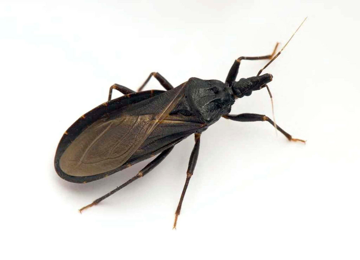 Rệp kissing khi đốt sẽ gây đau, ngứa, sưng phù. Ảnh winnipegfreepress.