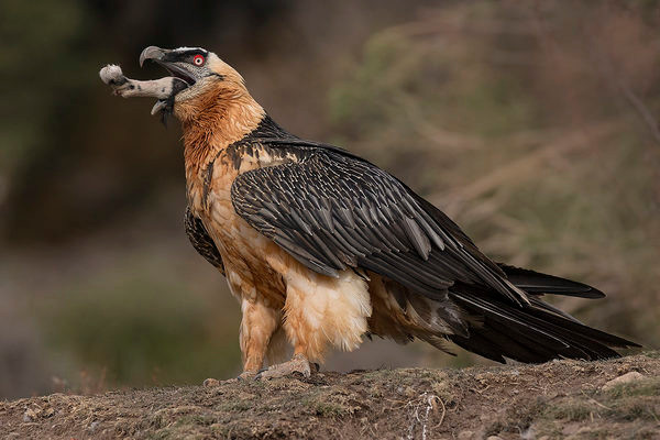 Cũng giống như những loài kền kền khác, kền kền râu chủ yếu ăn xác chết. Tuy nhiên, thi thoảng chúng cũng ăn cả những con mồi còn sống. Ảnh juzaphoto.