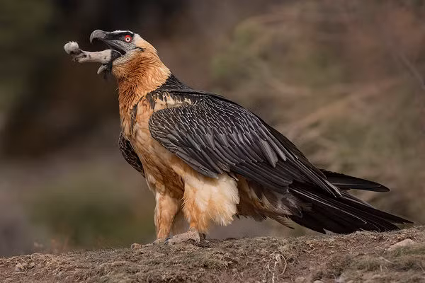 Cũng giống như những loài kền kền khác, kền kền râu chủ yếu ăn xác chết. Tuy nhiên, thi thoảng chúng cũng ăn cả những con mồi còn sống. Ảnh juzaphoto.