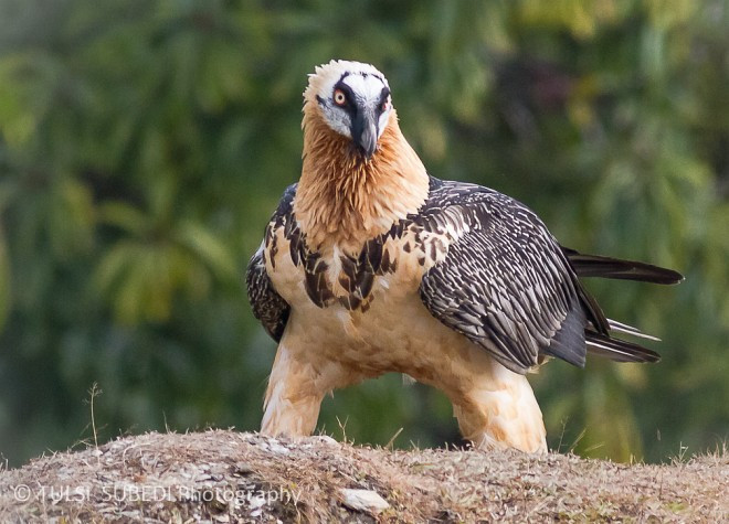 Kền kền râu có đuôi hình thoi. Đây được xem là điểm bất thường đối với một loài chim săn mồi. Ảnh orientalbirdimages.