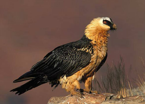 Kền kền râu thường đẻ vào mùa thu, số lượng trứng đẻ mỗi lần là từ 1 - 2 quả. Trứng sẽ nở vào mùa xuân. Ảnh trungdan.