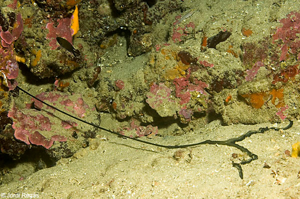 Nếu một ấu trùng Bonellia viridis khác tiếp xúc với chất bonellin này sẽ trở thành con đực và chui vào trong cơ thể con cái. Ảnh cibsub.