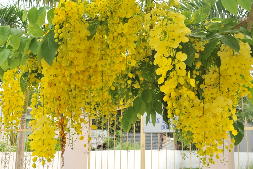 Hoa muồng hoàng hậu thường mọc theo cụm, cánh hoa hình bầu dục có màu vàng rực rỡ rất nổi bật. Những ngày này, ở nhiều góc phố Hà Nội, nhiều người thích thú với hình ảnh những chùm hoa vàng nổi bật, khoe sắc. Ảnh blogspot.