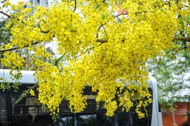 Quả của cây hoa muồng hoàng yến có hình quả đậu, dài 20cm - 60cm, chứa nhiều hạt và các hạt này có độc. Ảnh chungta.