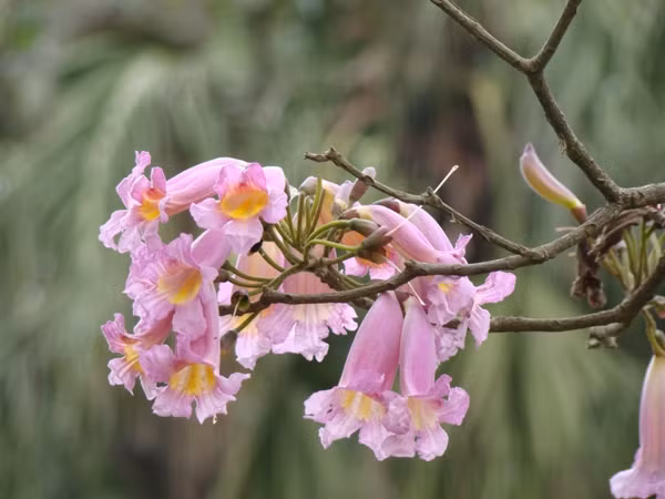 Cây hoa kèn hồng có dáng cao đẹp, màu sắc tươi tắn, quả cây có hình trụ. Loài cây này có tên khoa học là Tabebuia rosea. Ảnh cayhoacanh.