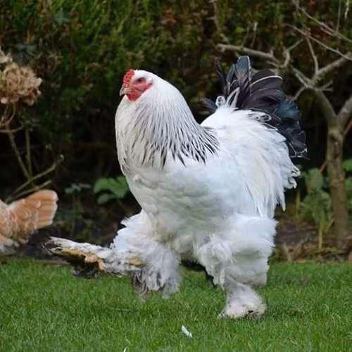 Gà kỳ lân có vóc dáng thẳng đứng rất oai vệ, đầu to, lông của nó phủ kín cơ thể xuống tận móng chân. Ảnh Congnghe.