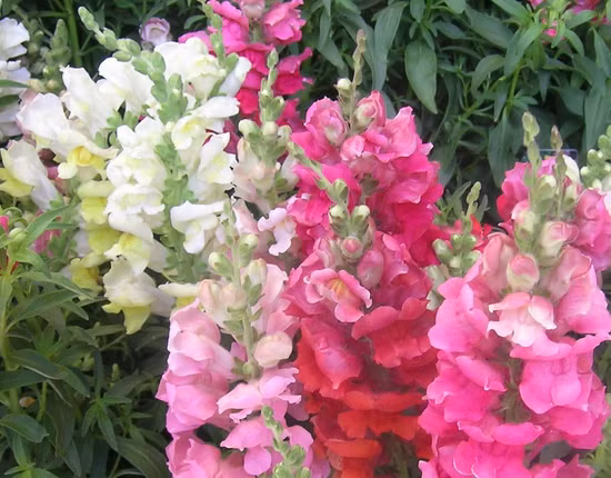 Nhìn hình ảnh đầu lâu đáng sợ, bạn có tưởng tượng ra nổi khi "thanh xuân", những bông hoa rồng lại đẹp thế này không? Hoa rồng còn có tên gọi khác là hoa mõm chó, hoa mõm sói, hoa Kim Ngư Thảo. Ảnh Blogspot.