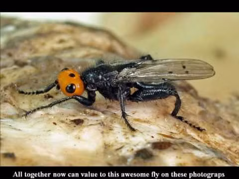 Ruồi ăn xác chết dài khoảng 10cm, chiếc đầu màu cam tươi sáng, cơ thể và chân màu xanh kim loại, cánh có đốm đen. Ảnh ytimg.