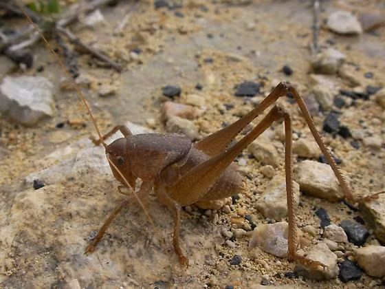 Châu chấu thân ngắn cũng được các nhà khoa học Mỹ phát hiện có mặt ở những tử thi đang phân hủy. Ảnh bugguide.