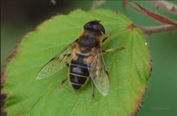 Đúng như tên gọi của nó, ruồi giả ong Eristalis arbustorum có hình dáng giống hệt ong, màu vàng nhạt, có vân ở phần thân nhưng phần đầu lại là của loài ruồi. Ảnh wikimedia.